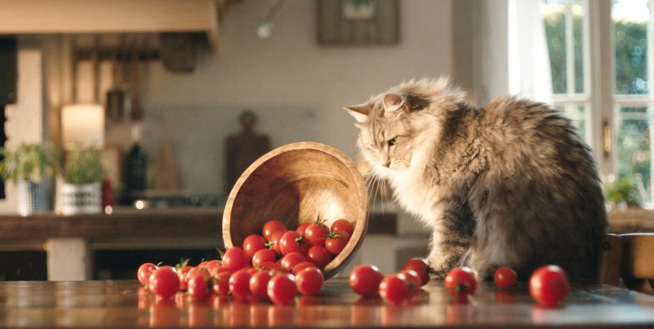 Morando-miglior-cane-gatto